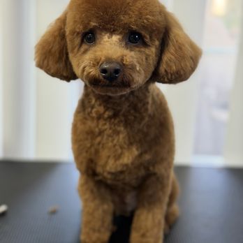 Kamila’s Groom & Bloom - Pet Groomers Near Me Kamila’s Groom & Bloom - Pet Groomers Near Me