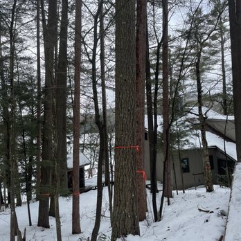 Forever Wild Arborist - Tree Services Near Me Forever Wild Arborist - Tree Services Near Me