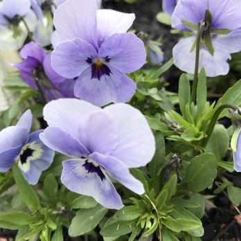 Lantern Inn - Pretty pansies - Bed & Breakfast Near Me - Laconia, New Hampshire Lantern Inn - Pretty pansies - Bed & Breakfast Near Me - Laconia, New Hampshire
