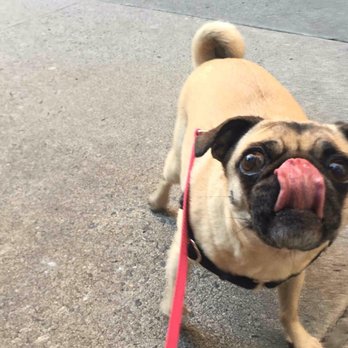 Swifto - Lucy! - Dog Walkers Near Me Swifto - Lucy! - Dog Walkers Near Me