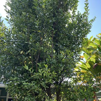Hala Tree Coffee - Scenery - Attraction Farms Near Me - Captain Cook, Hawaii