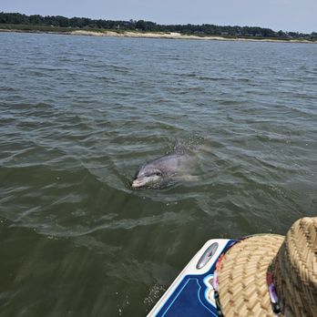 Hilton Head Dolphin Tours - Charlie coming to say hi to our guests and the salt marshes of Broad Creek - Boat Charters Near Me - Hilton Head, South Carolina Hilton Head Dolphin Tours - Charlie coming to say hi to our guests and the salt marshes of Broad Creek - Boat Charters Near Me - Hilton Head, South Carolina