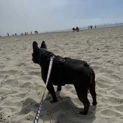 Old Port Beach