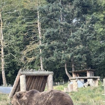 Olympic Game Farm - Bear - Zoos Near Me - Sequim, Washington Olympic Game Farm - Bear - Zoos Near Me - Sequim, Washington