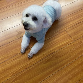 Coco Grooming - When I pick up my baby from CoCo Grooming (Smiling) - Pet Groomers Near Me - Los Angeles, California