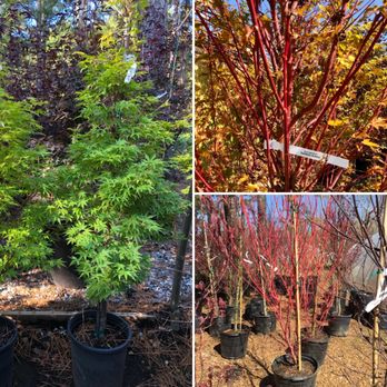 Dabney Nursery - 'Coral Bark' Japanese Maple (Sango kaku) - Nurseries & Gardening Near Me - Memphis, Tennessee