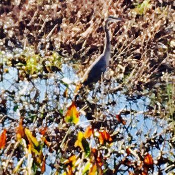 Alewife Brook Greenway - Lonely bird in the marsh - Parks Near Me - Somerville, Massachusetts Alewife Brook Greenway - Lonely bird in the marsh - Parks Near Me - Somerville, Massachusetts