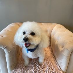 Star Dog Salon - Bichon after his hair cut at Star Dog salon