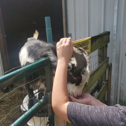He was creative with how he wanted to be sure to be first in line for us to feed them. He was creative with how he wanted to be sure to be first in line for us to feed them.