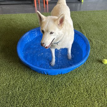 Paws and Pints - Indoor dog park area - Dog Parks Near Me - Des Moines, Iowa