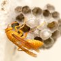 Go2-Pros Pest Control