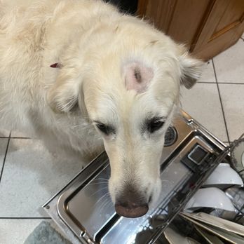 Petco - This is how the groomers at Petco hurt our dog!!!! - Pet Stores Near Me - Mount Kisco, New York
