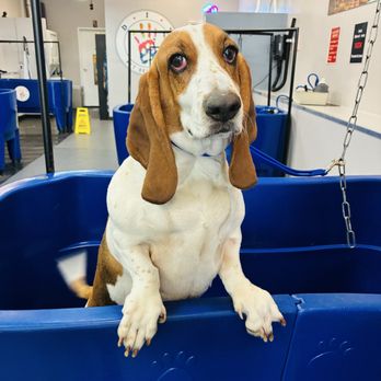 D.I.Y Pet Self Wash - Pet Stores Near Me - Reseda, California D.I.Y Pet Self Wash - Pet Stores Near Me - Reseda, California