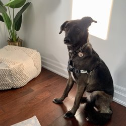 The Tail Wag Hotel
