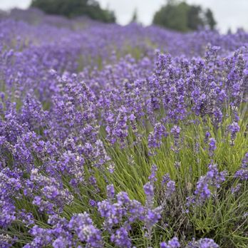 Jardin Du Soleil Lavender - Venues & Event Spaces Near Me - Sequim, Washington