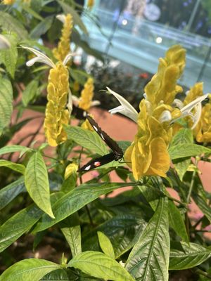 Audubon Insectarium by null