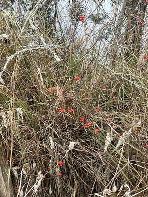 Alligator River National Wildlife Refuge by null