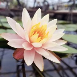 Hoffman's Water X Scapes - Pale Pink water lily