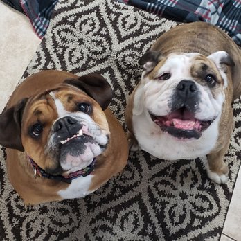 Charlie's Place - Pet Sitting Near Me - Reno, Nevada Charlie's Place - Pet Sitting Near Me - Reno, Nevada