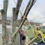 Photo of LT Tree Service