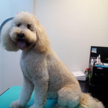 Vanity Fur Pet Spa - Pet Groomers Near Me - Citrus Heights, California Vanity Fur Pet Spa - Pet Groomers Near Me - Citrus Heights, California