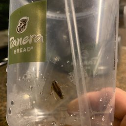 Some kind of bug in my drink... Some kind of bug in my drink...