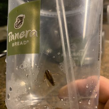 Panera Bread - Some kind of bug in my drink... - Soup Near Me - Killeen, Texas Panera Bread - Some kind of bug in my drink... - Soup Near Me - Killeen, Texas