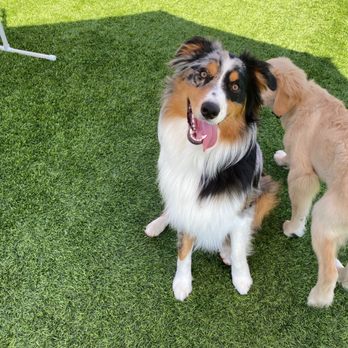 Crafty Canine Club - Pet Training Near Me - Poway, California