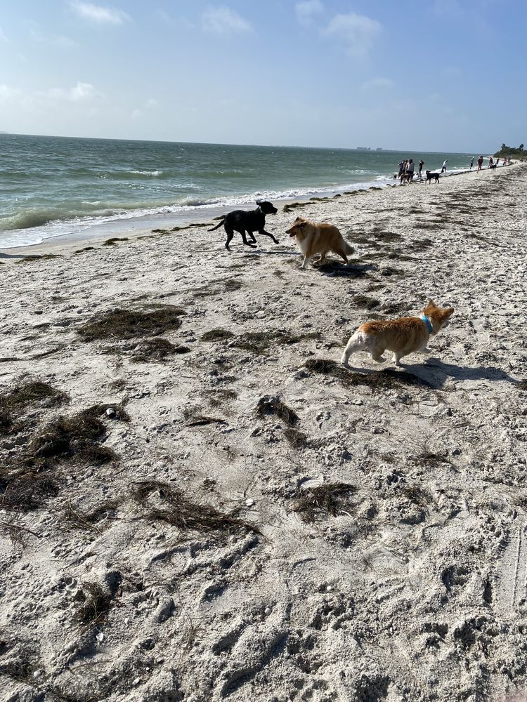 Fort Desoto Dog Beach