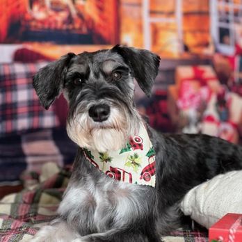 Shenandoah Schnauzers - Heidi (proud mom) - Pet Breeders Near Me