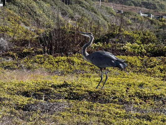 Pigeon Point Light Station State Historic Park by null