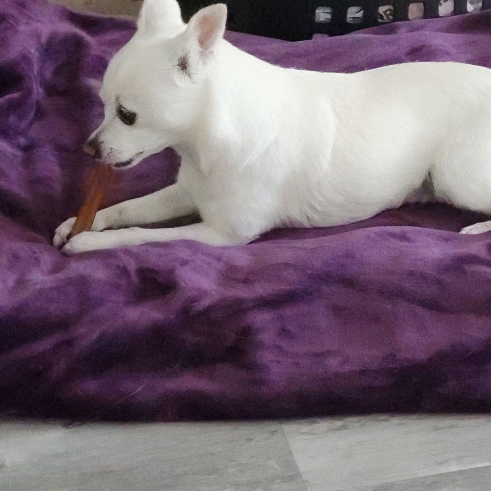 Sweet Dixie