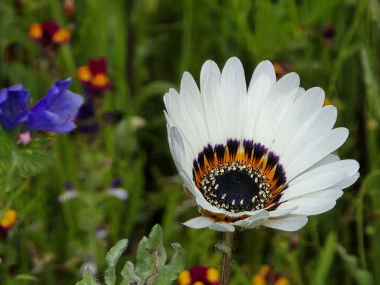 Royal Botanic Garden Edinburgh by null