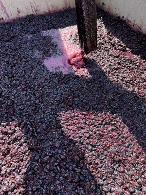 Charter Oak Winery by null