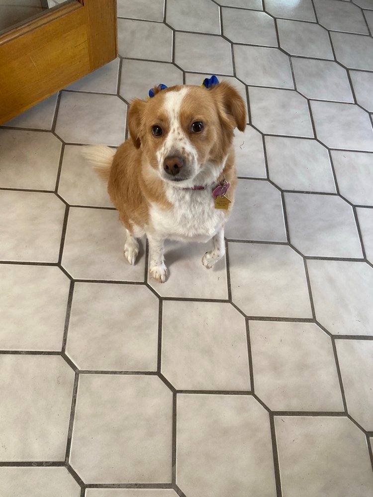 MINERVA’S PET GROOMING AND BOARDING Updated September 2024 31