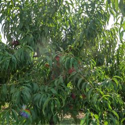 Eastmont Orchards