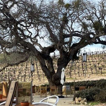 Cass Winery - Massive mistletoe tree. - Wineries Near Me - Paso Robles, California Cass Winery - Massive mistletoe tree. - Wineries Near Me - Paso Robles, California