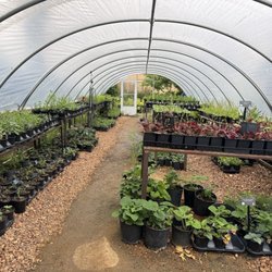 Native Plant Nursery - Plants