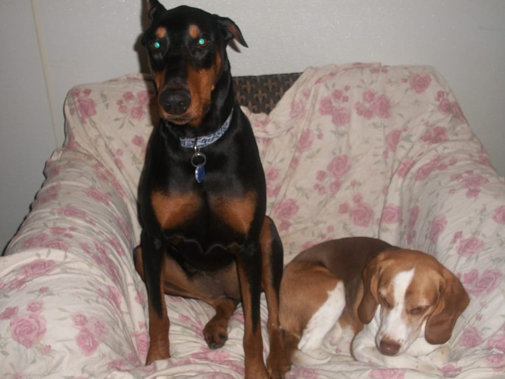 ANIMAL HOUSE BOARDING Updated September 2024 830 2nd Ave SE