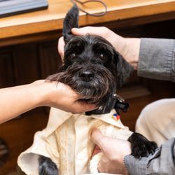 Sarita Relis Photography - Our best dog :) Photo: Sarita Relis Photography