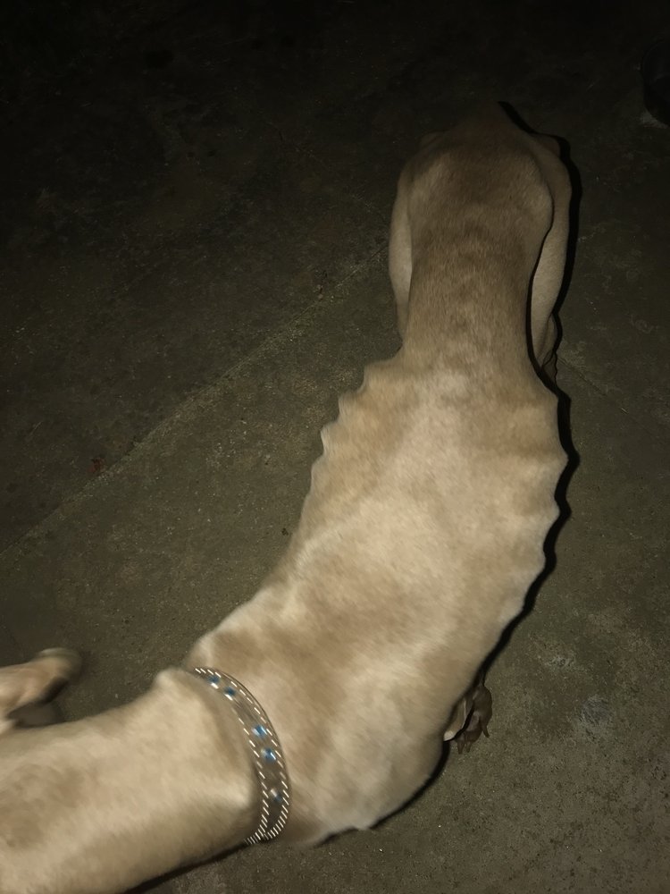 DOGWATCH DOGGIE DAY CARE AND BOARDING Updated August 2024 11