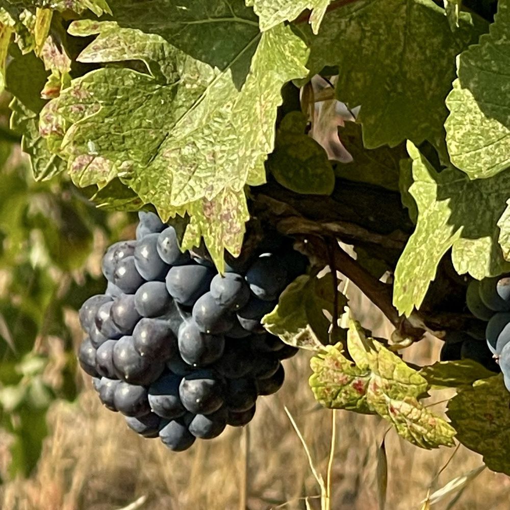 Mia Bea Wines - September 12, 2025 - Vines heavy with clusters of deep purple grapes. - Wineries Near Me - Redwood Valley, California Mia Bea Wines - September 12, 2025 - Vines heavy with clusters of deep purple grapes. - Wineries Near Me - Redwood Valley, California