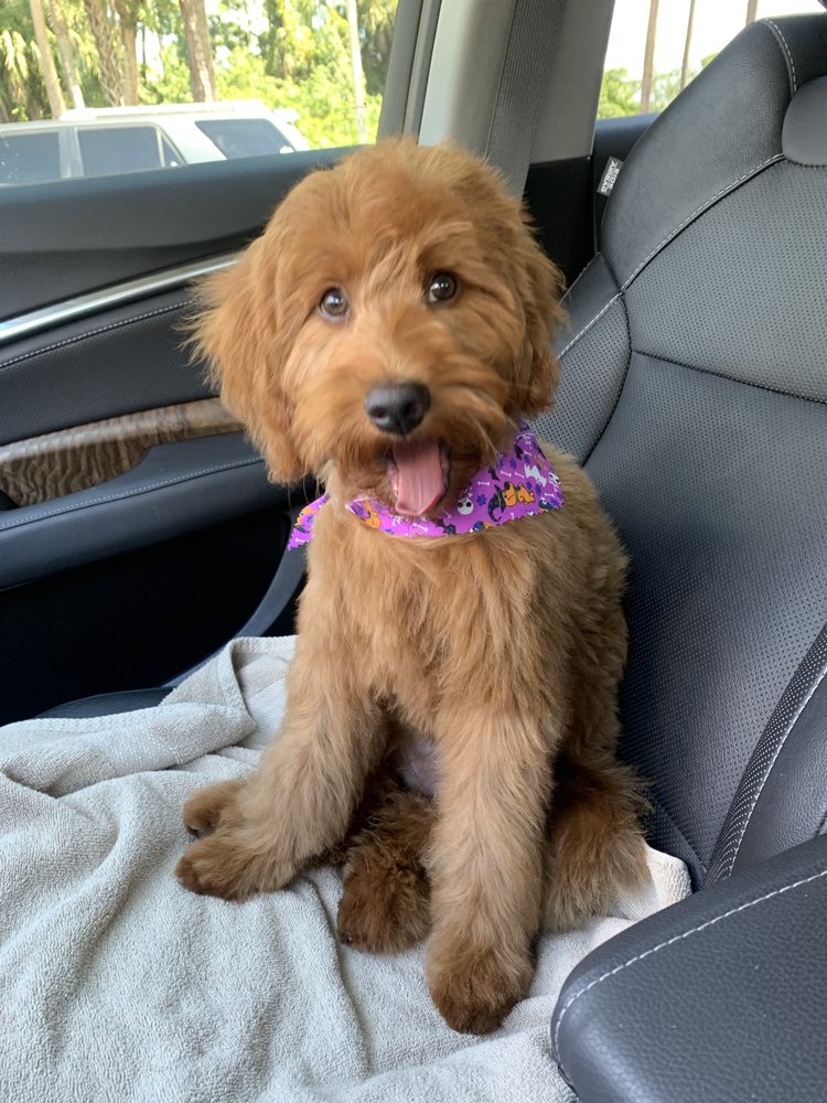 WEST COAST GROOMERS Updated September 2024 101 Photos & 18 Reviews