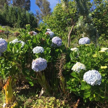 Ali'i Kula Lavender - Tours Near Me - Kula, Hawaii Ali'i Kula Lavender - Tours Near Me - Kula, Hawaii