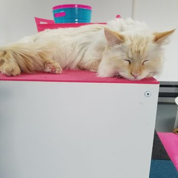 PHX Cat Cafe - My favorite - Pet Adoption Near Me - Phoenix, Arizona PHX Cat Cafe - My favorite - Pet Adoption Near Me - Phoenix, Arizona