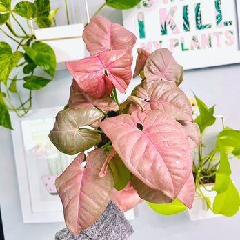 Perfect Choice Nursery - Nurseries & Gardening Near Me - Southwest Ranches, Florida Perfect Choice Nursery - Nurseries & Gardening Near Me - Southwest Ranches, Florida