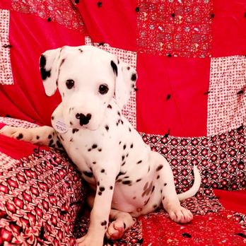 Dalmatia BnB - Dalmatia BnB Puppy Winter 2022 Litter in Clinton, MO - Pet Breeders Near Me - Clinton, Missouri Dalmatia BnB - Dalmatia BnB Puppy Winter 2022 Litter in Clinton, MO - Pet Breeders Near Me - Clinton, Missouri
