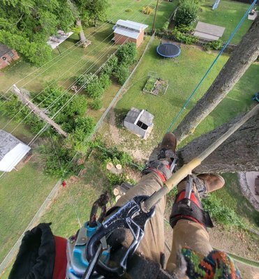Call Now for a Free Quote! - Looking for tree services? we are here to help! Call Now for a Free Quote! Call Now for a Free Quote! - Looking for tree services? we are here to help! Call Now for a Free Quote!