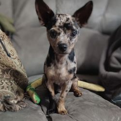Tammy's Tiniest Chihuahuas - Here's Maxx
