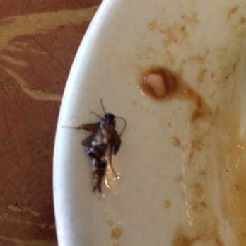 Red Pepper - Bug cooked in my food. - Chinese Near Me - Houston, Texas Red Pepper - Bug cooked in my food. - Chinese Near Me - Houston, Texas